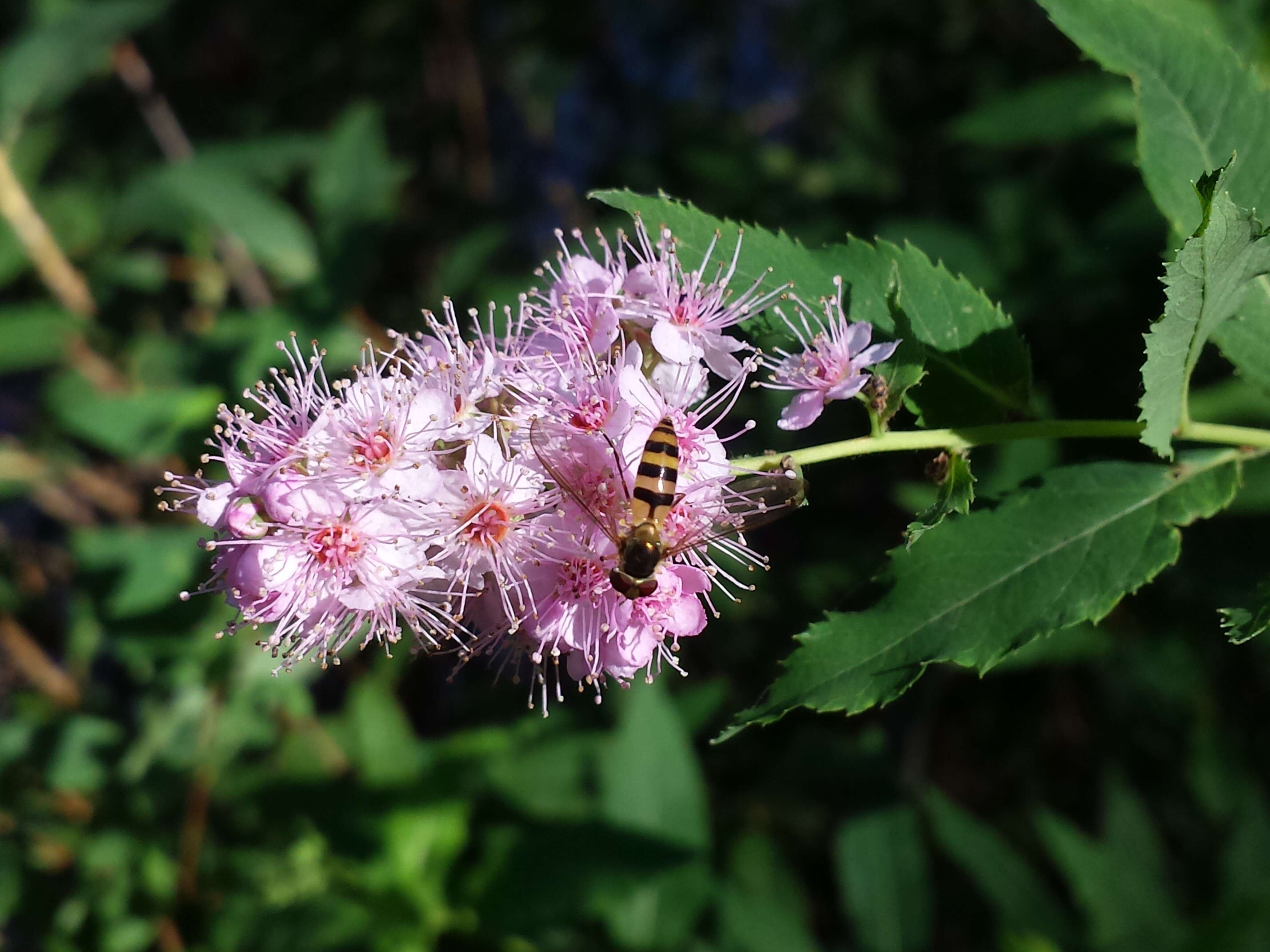 Слика од Spiraea salicifolia L.