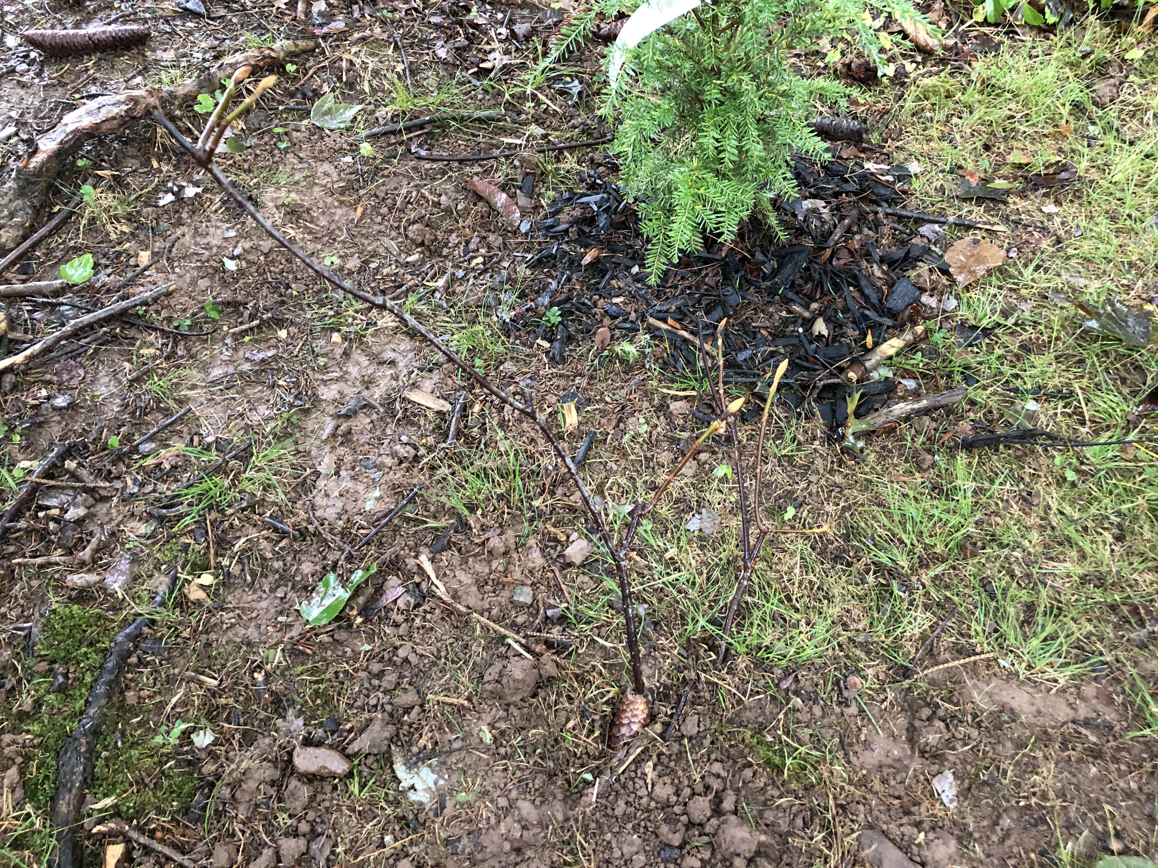 Image de viorne à feuilles d'aulne