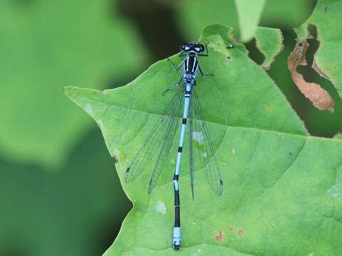 Image of Arctic Bluet