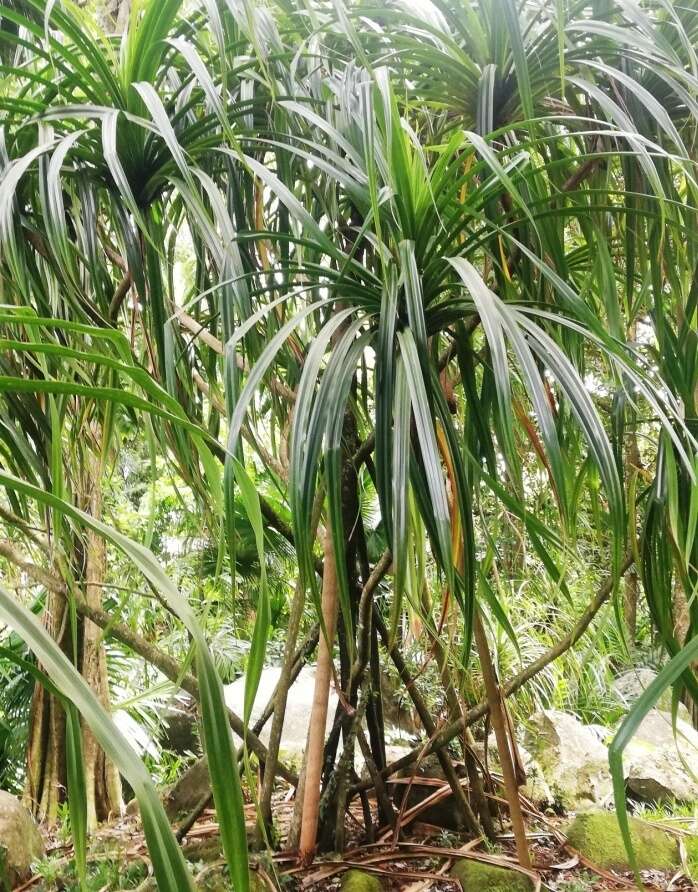 Image of Seychelles Pandanus