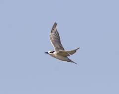 Image of Whiskered Tern