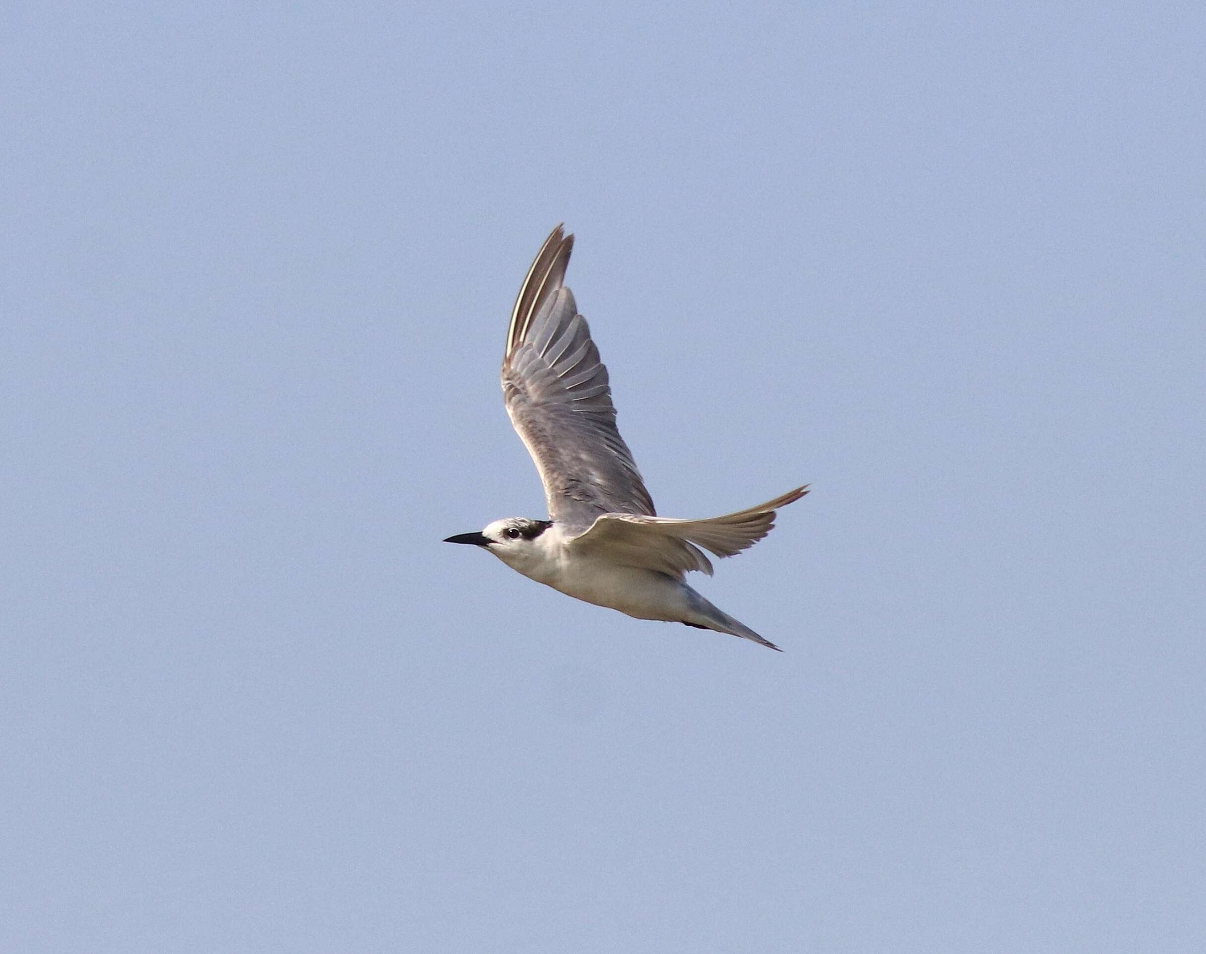 Image of Whiskered Tern