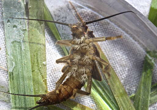 Image of American Salmonfly