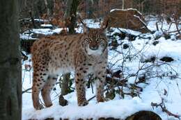 Sivun Lynx lynx carpathicus kuva