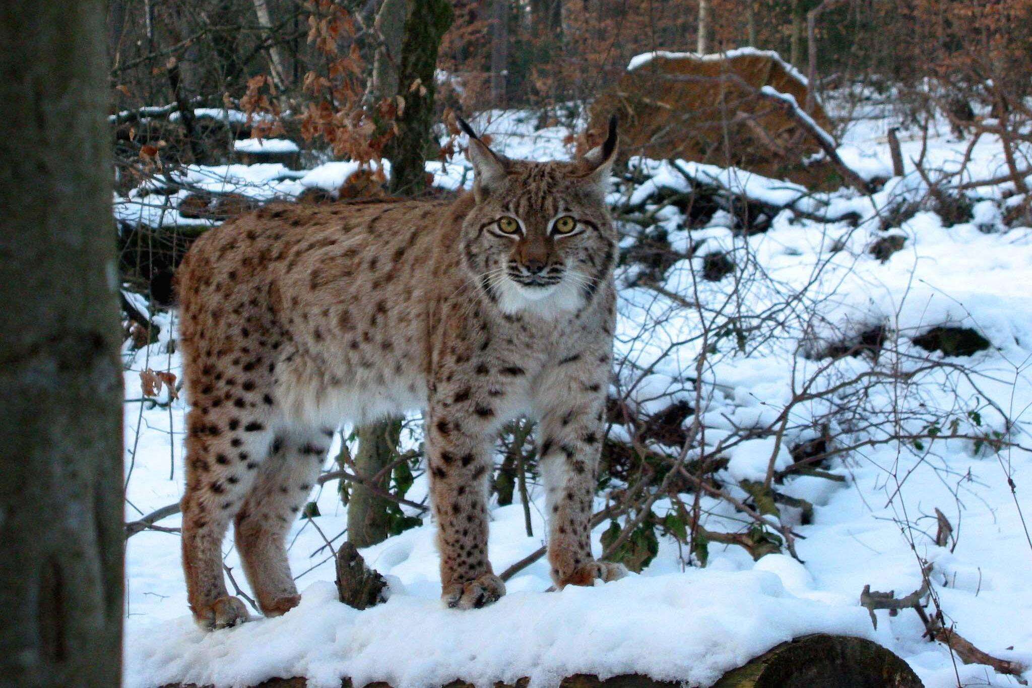 Sivun Lynx lynx carpathicus kuva