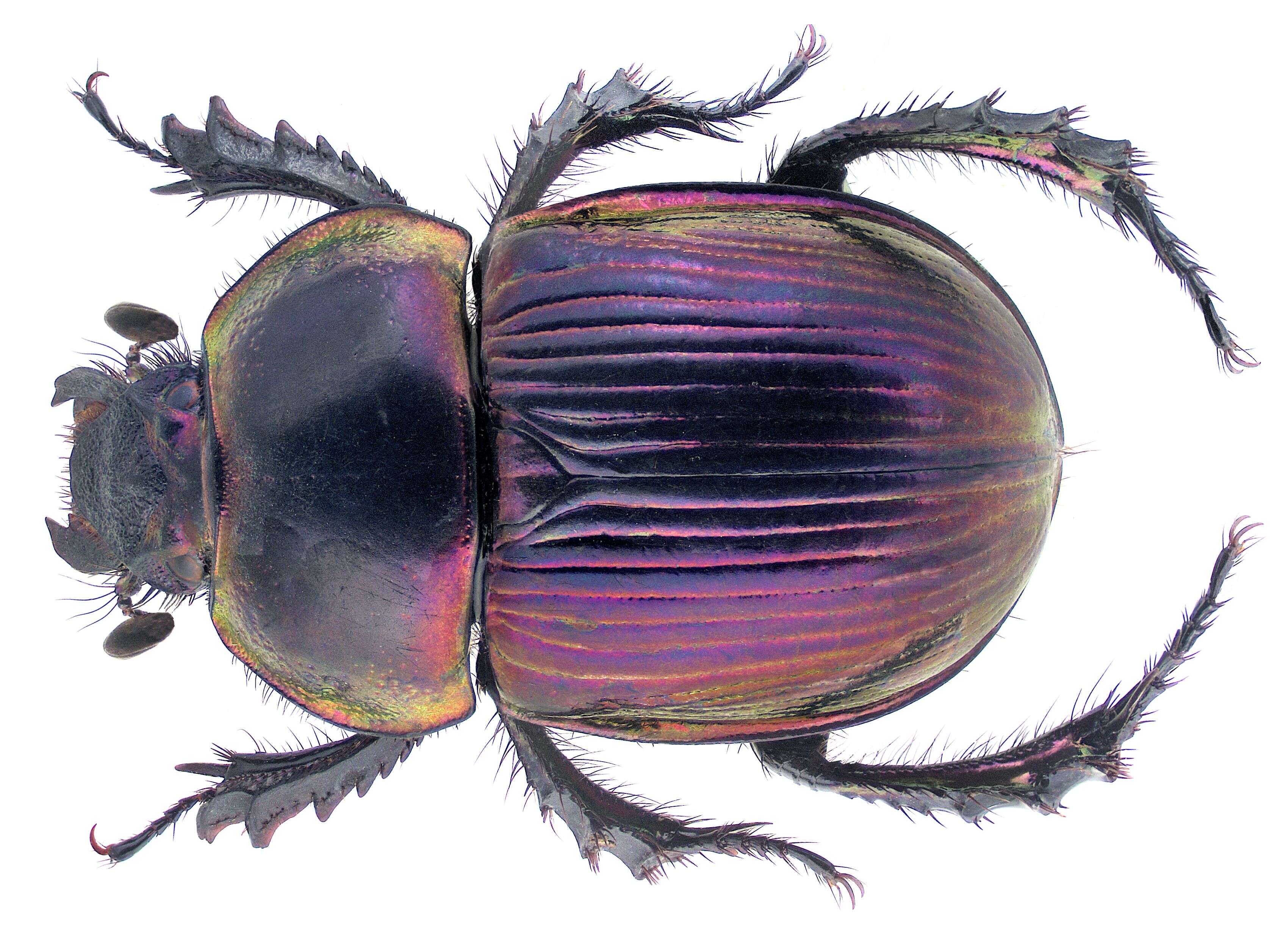 Слика од Phelotrupes (Chromogeotrupes) auratus (Motschulsky 1857)