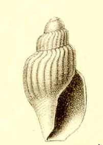 Image of Lorabela plicatula (Thiele 1912)