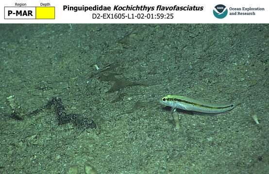 Kochichthys resmi