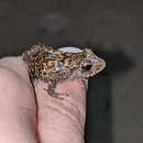 Image of Guanahacabibes robber frog