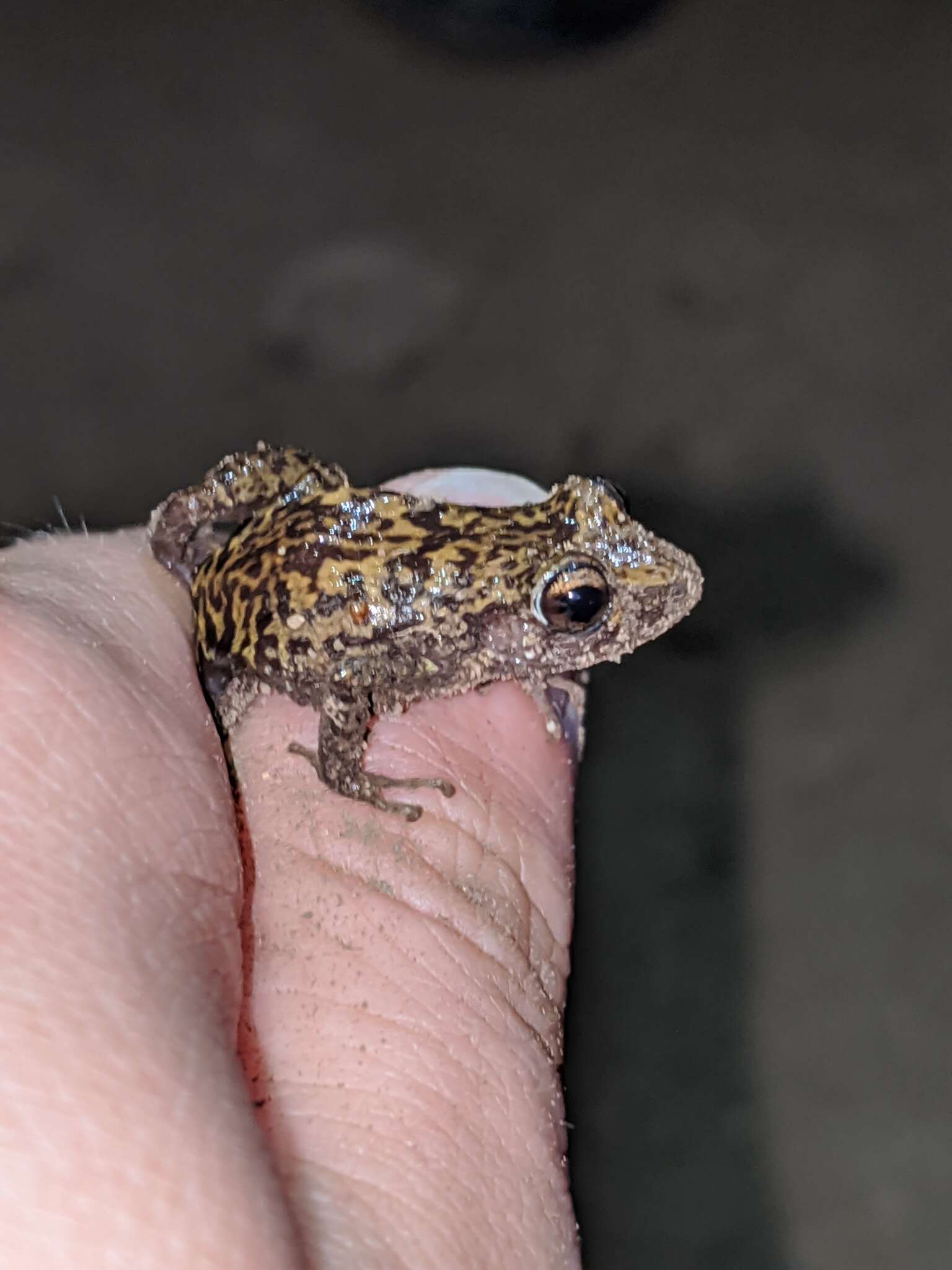 Image of Guanahacabibes robber frog