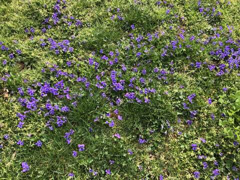 Image of common blue violet