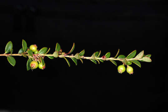 Image of creeping blueberry