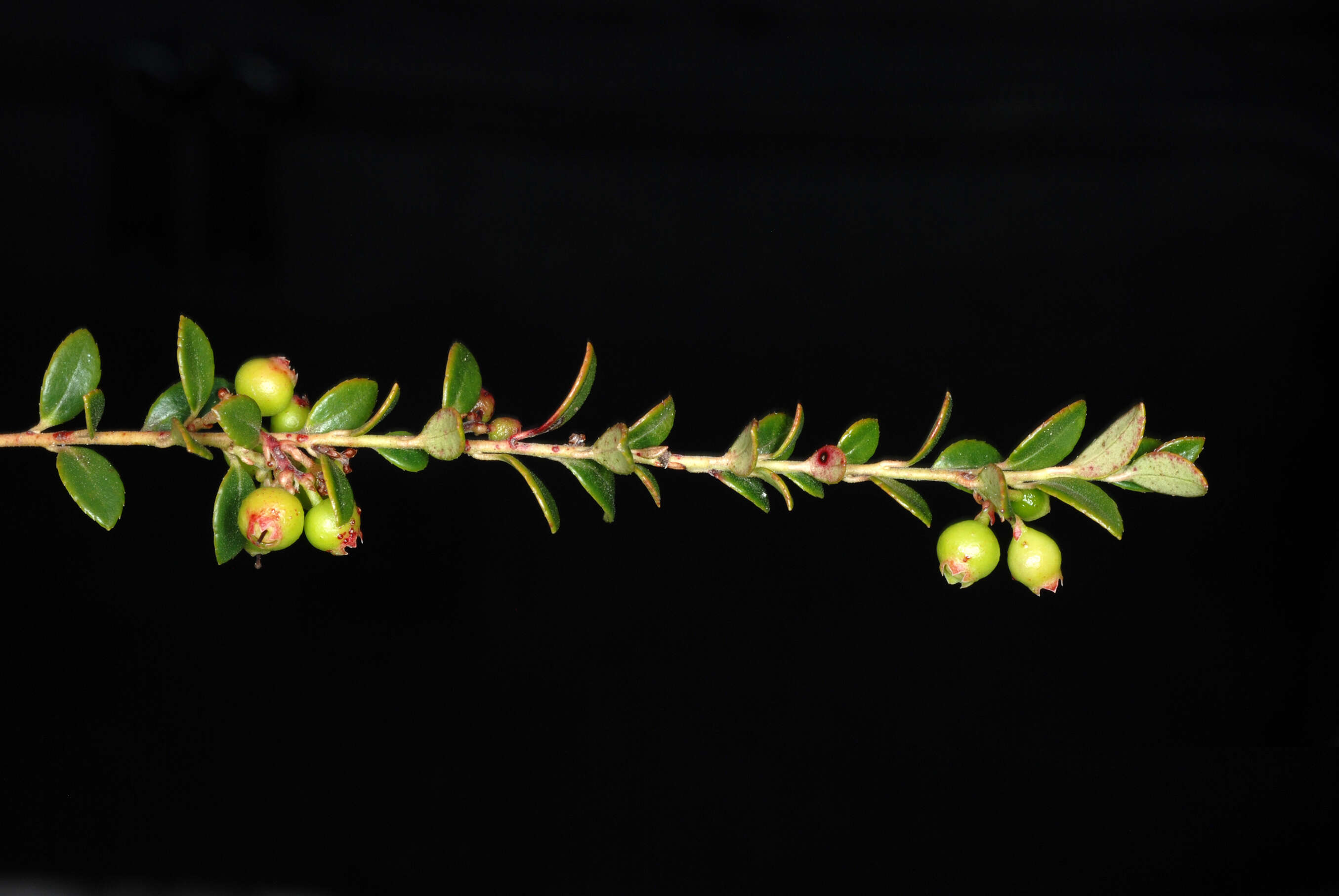 Vaccinium crassifolium Andr. resmi