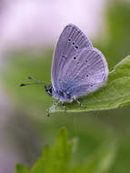 Image of small blue