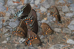 Papilio troilus Linnaeus 1758 resmi