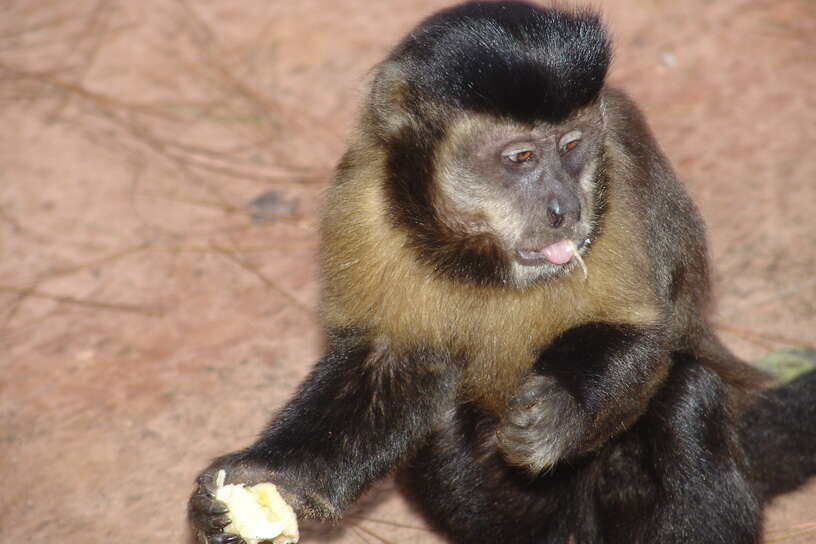 Image of Black Capuchin