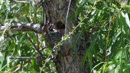 Image of Ladder-backed Woodpecker