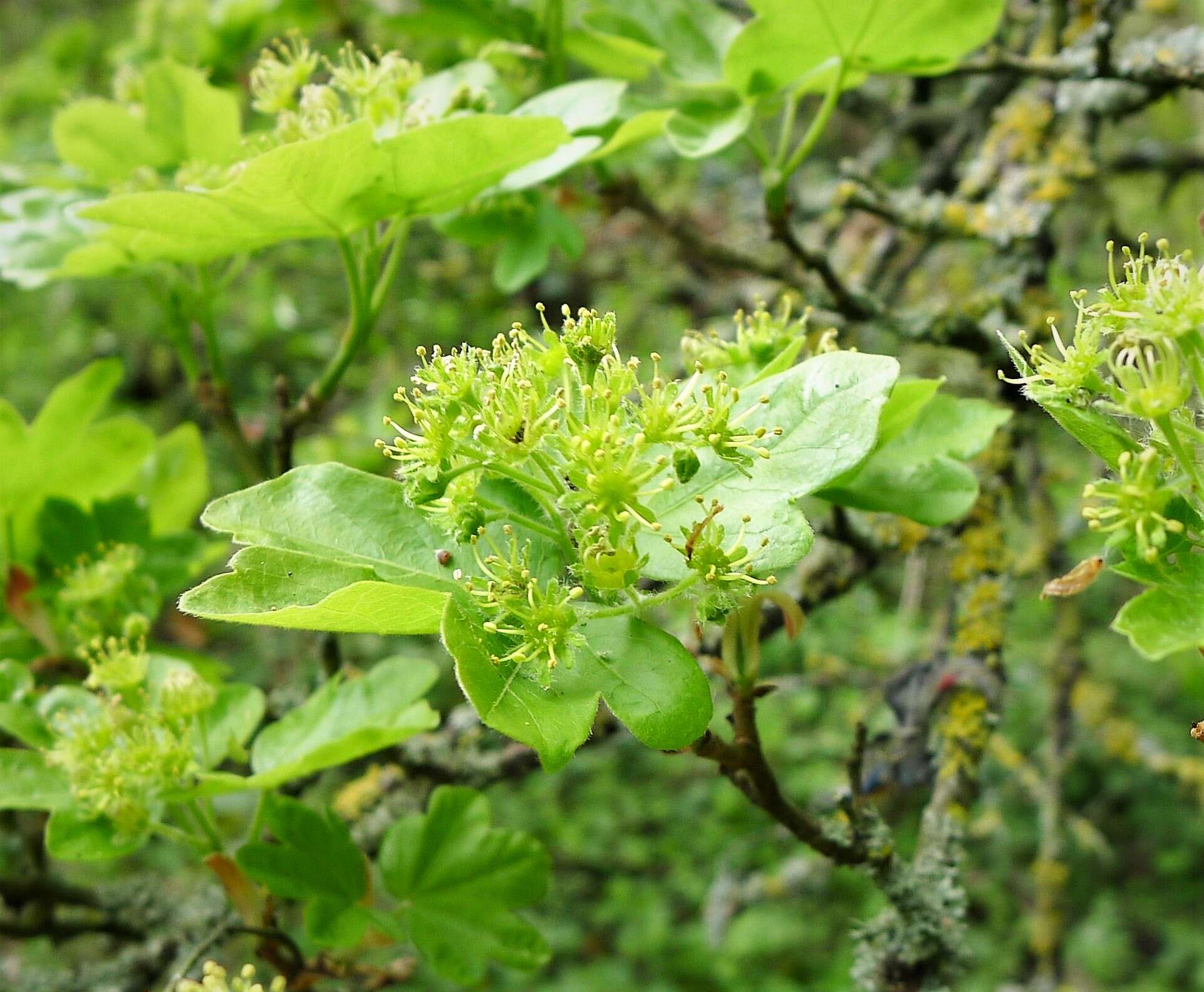 Image of Field Maple