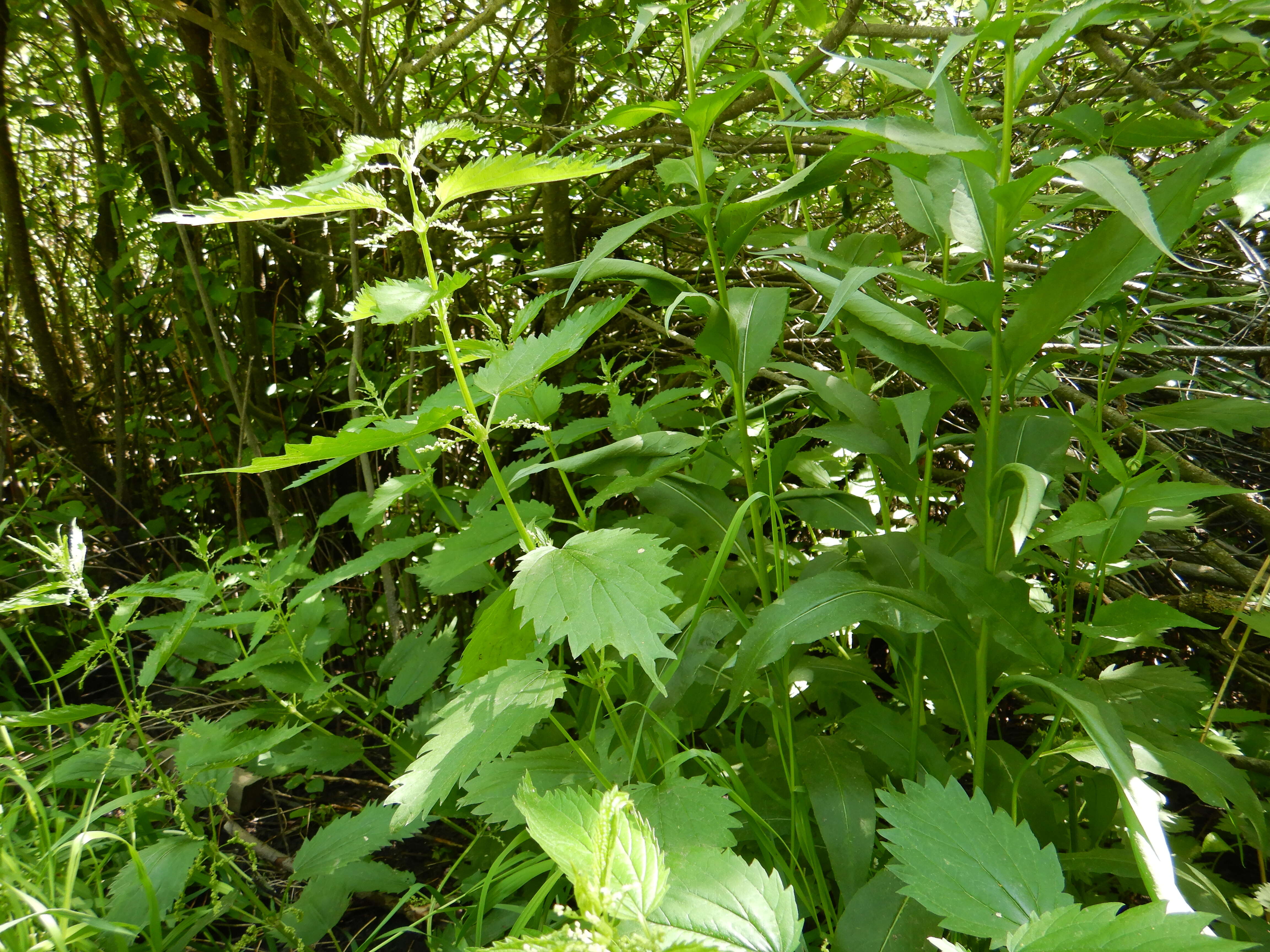 Слика од Urtica gracilis subsp. gracilis