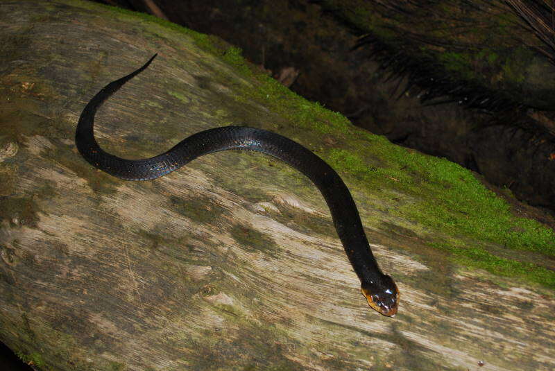 Image of Amazon False Fer-de-lance