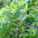 Image of Camellia hengchunensis