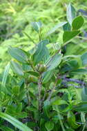 Image of Camellia hengchunensis