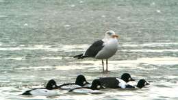 Image of Lesser Black-backed Gull