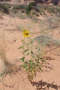 Image of western sunflower