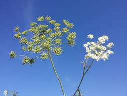 Imagem de Ammi majus L.