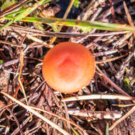 Image of Laccaria laccata (Scop.) Cooke 1884