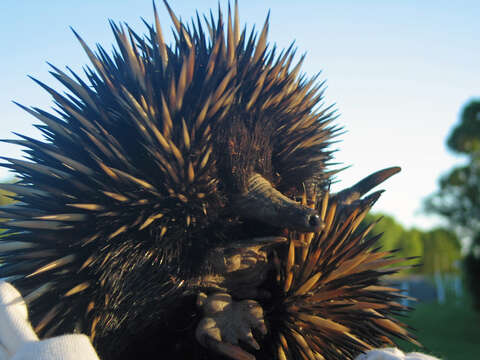 Image of Short-beaked Echidnas