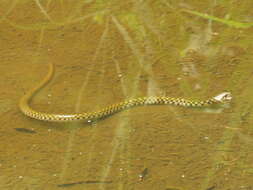 Image of Fowlea flavipunctatus