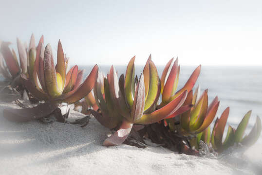 Imagem de Carpobrotus edulis (L.) N. E. Br.