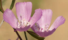 Image of Dudley's clarkia