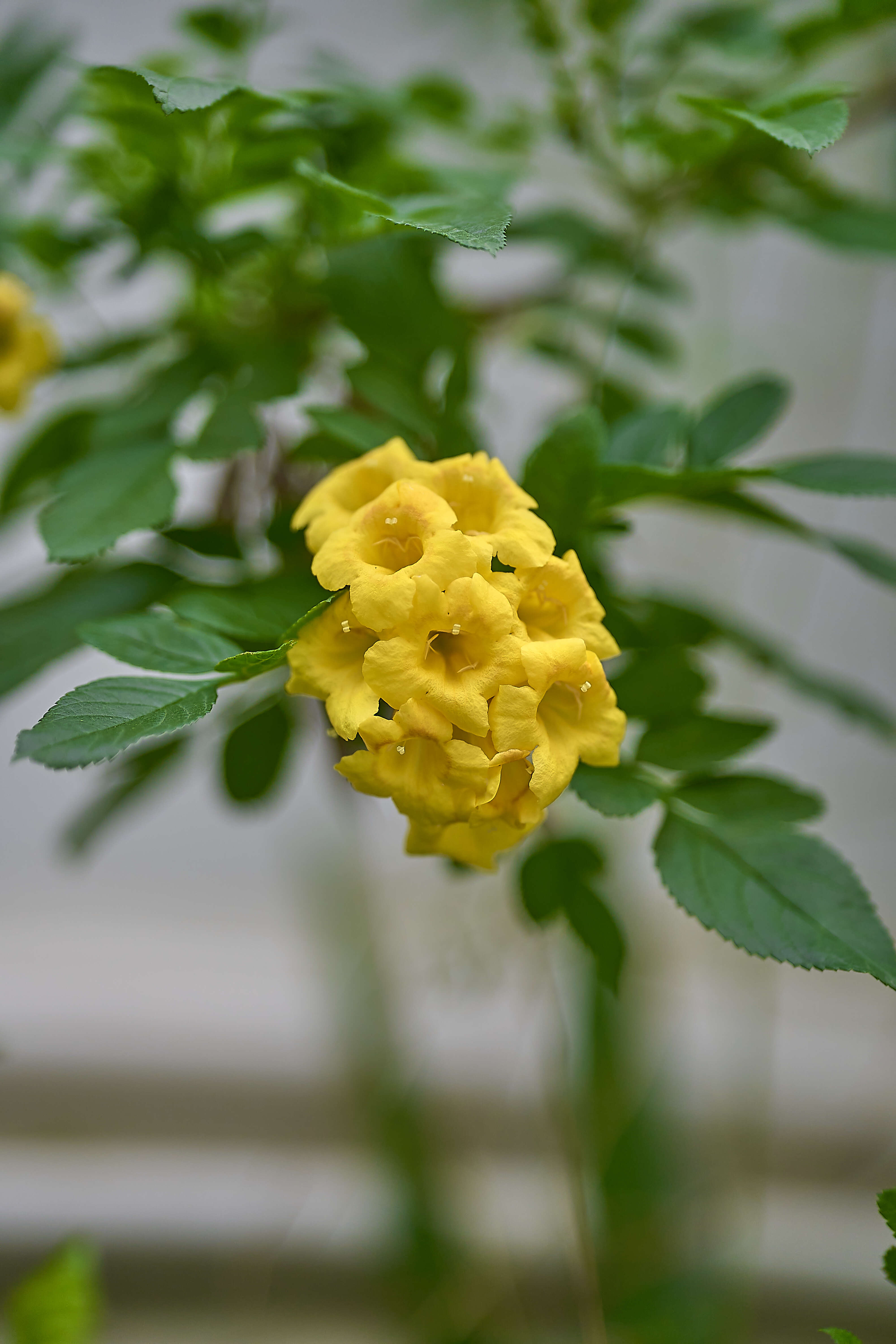 Image of Yellow bells