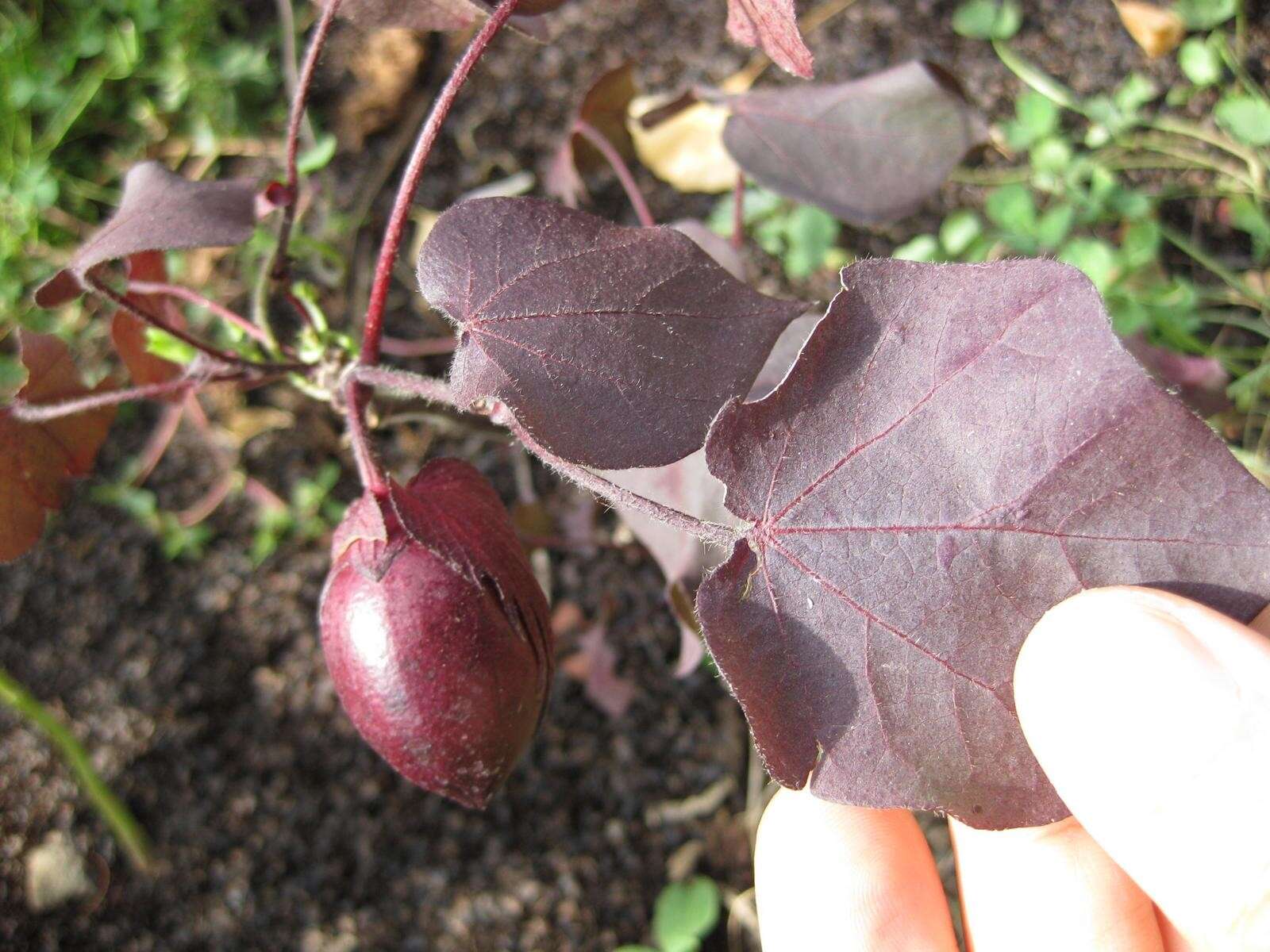 Gossypium herbaceum L. resmi