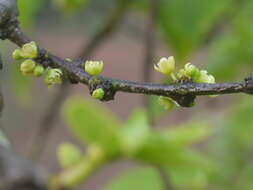 Image of Casearia tomentosa Roxb.