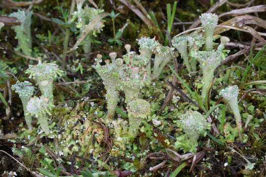 Image of Cladonia pocillum