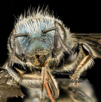 Image of Osmia albiventris Cresson 1864