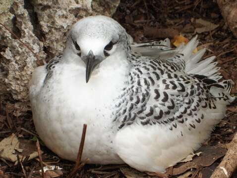 Image of Red-tailed Tropicbird