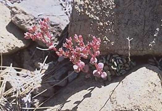 Image of Red Mountain stonecrop