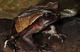 Image of African giant toad