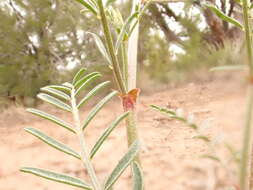 صورة Astragalus schmolliae