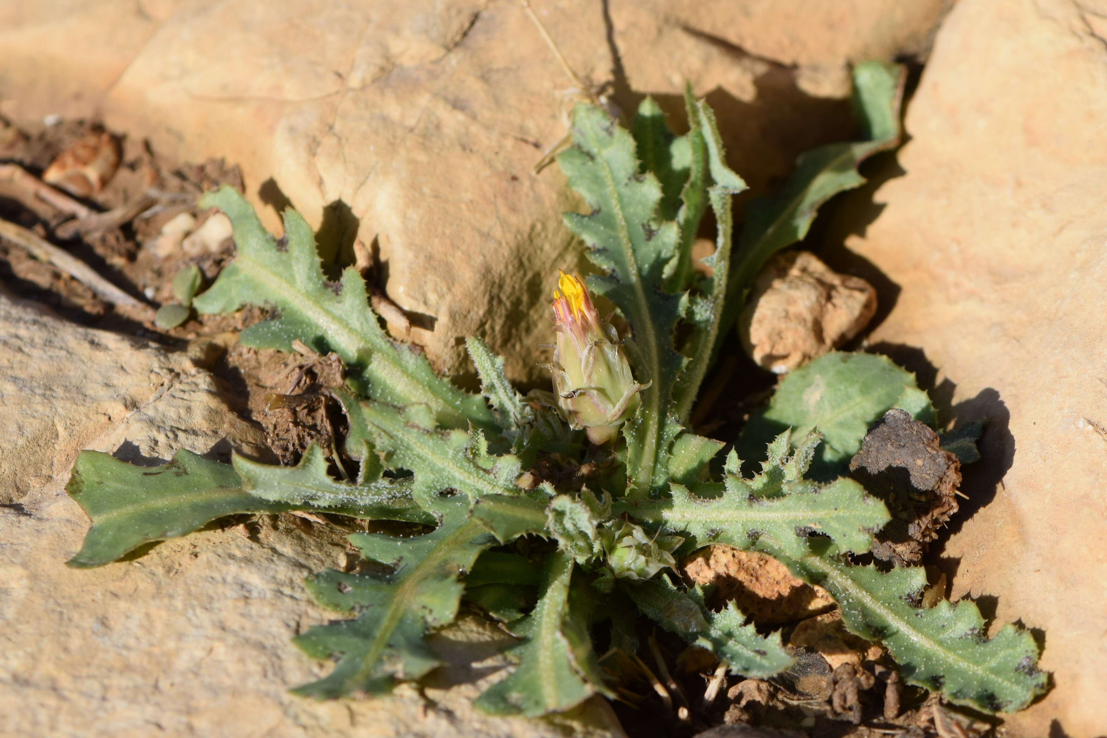 Image of False sowthistle