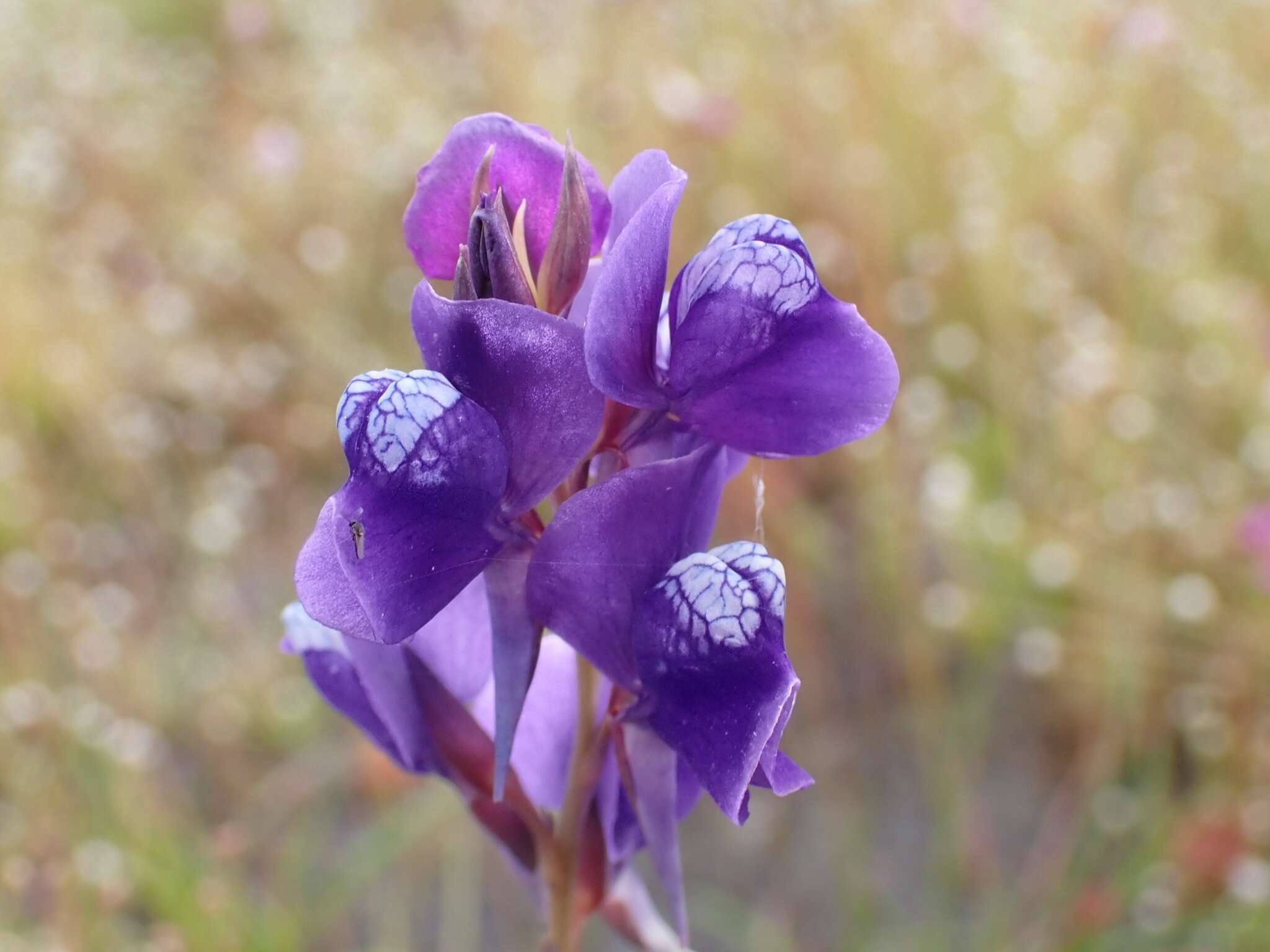 Image of Utricularia delphinioides Thorel ex Pellegr.