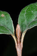 Imagem de Shepherdia canadensis (L.) Nutt.