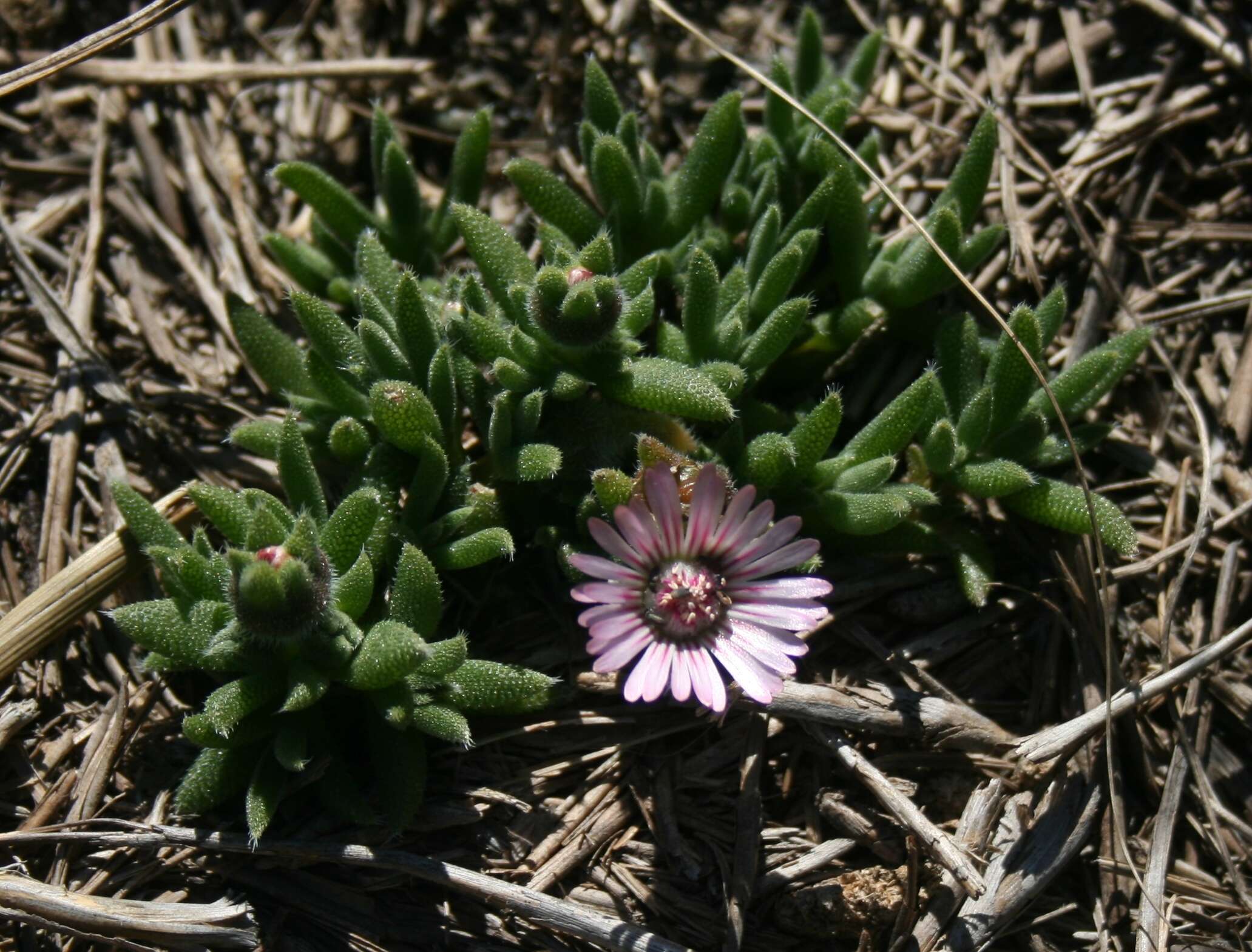 Imagem de Trichodiadema occidentale L. Bol.