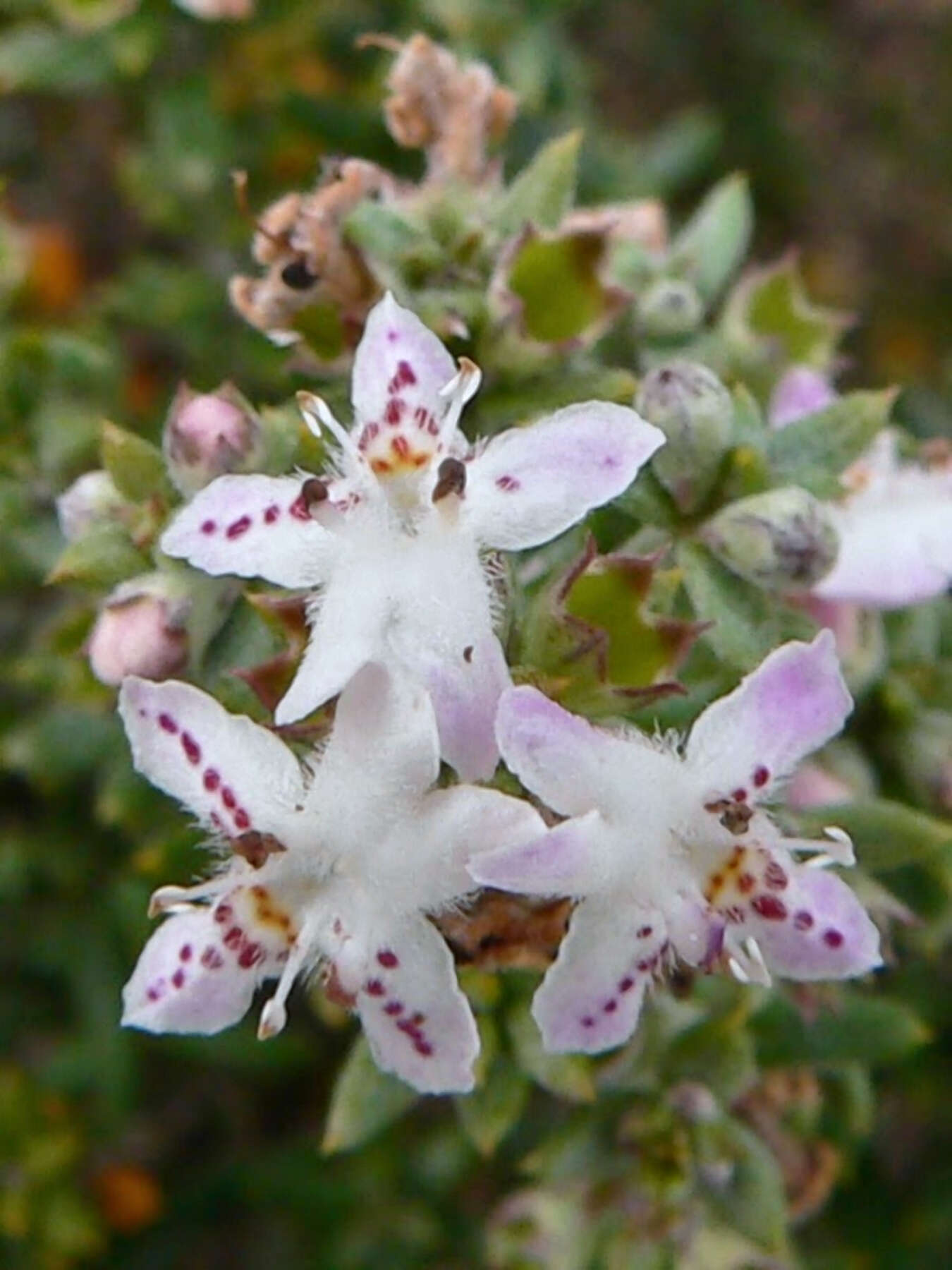 Image of Westringia rigida R. Br.