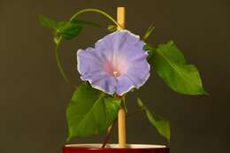 Image of whiteedge morning-glory