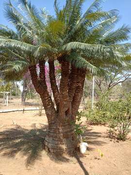 Image of Cycas indica A. Lindstr. & K. D. Hill